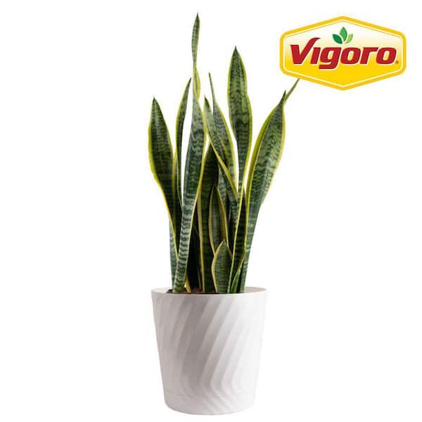 Grower's Choice Sansevieria Indoor Snake Plant in 10 in. Decor Pot, Average Shipping Height 1-2 ft. Tall