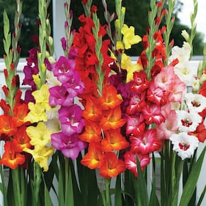 Gladiolus Large Flowering Endless Summer Mixture (Set of 25 Bulbs)