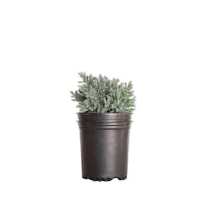 2.5 Qt. Blue Star Juniper Shrub with Low-Growing Mounded Icy Foliage