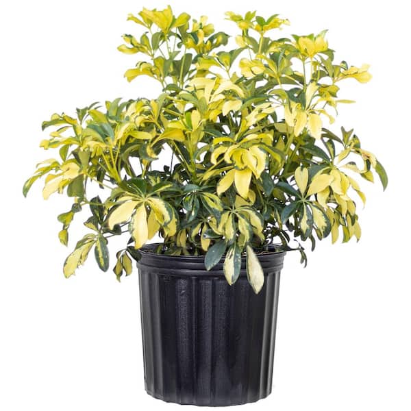 United Nursery Schefflera Trinette Live Umbrella Plant Indoor Outdoor Houseplant in 9.25 in. Grower Pot