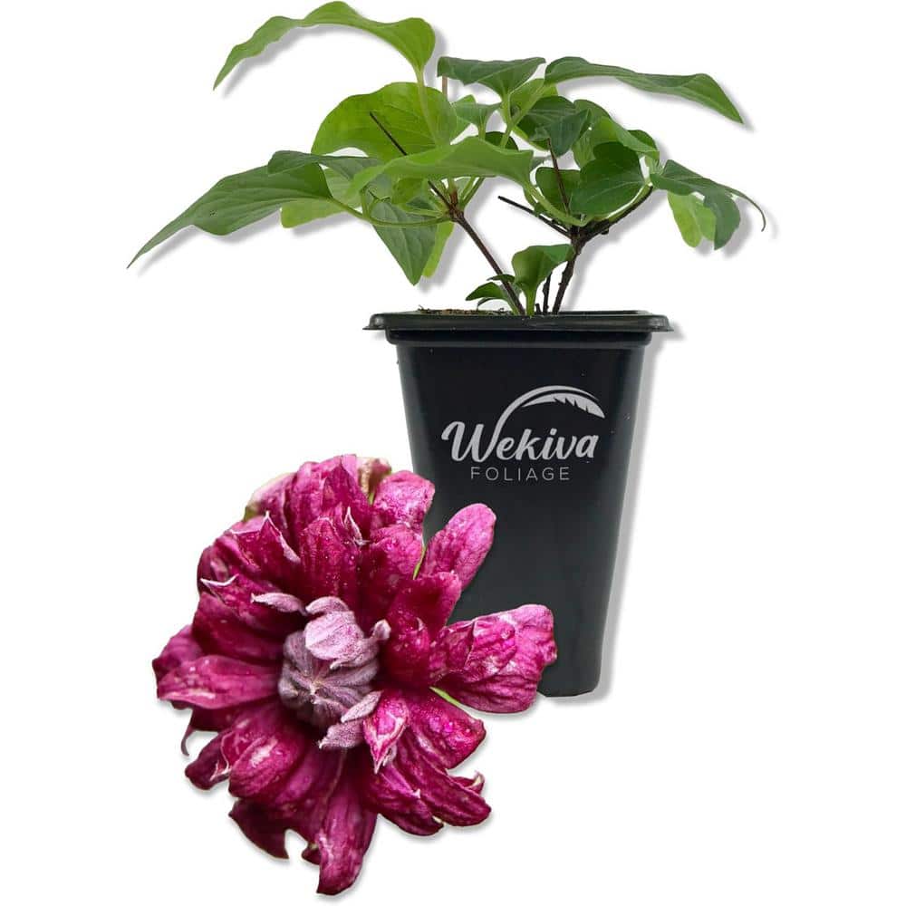 Clematis Purpurea Plenas Elegans-Live Starter Plant in a 2 Inch Growers Pot-Starter Plants Ready for The Garden price history on PriceWatchPro