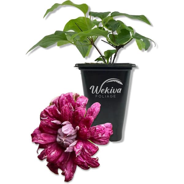 Clematis Purpurea Plenas Elegans-Live Starter Plant in a 2 Inch Growers Pot-Starter Plants Ready for The Garden