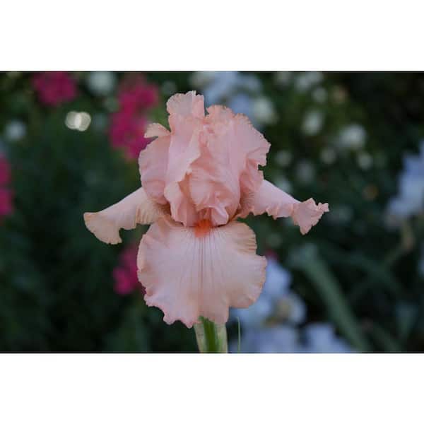 Breck's Peggy Sue Reblooming Iris Light Pink Flowers Live Bareroot Plant