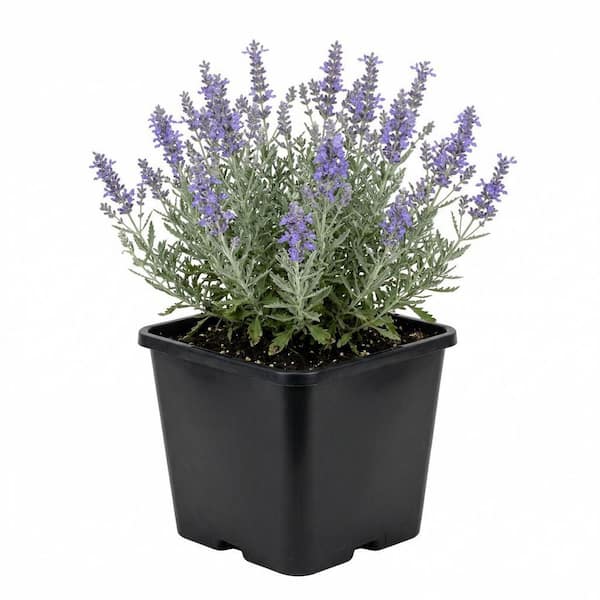 Dog Safe - Perennials - The Home Depot