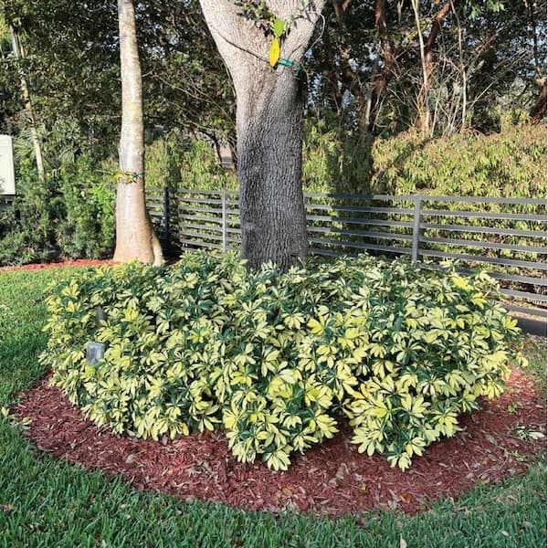 NATURE'S WAY FARMS 2 qt. Trinette Arboricola Variegated Tropical