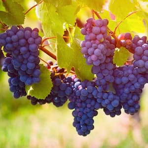 Premium Grafted Bareroot Grape Vine Pinot Noir Plant (Set of 1)