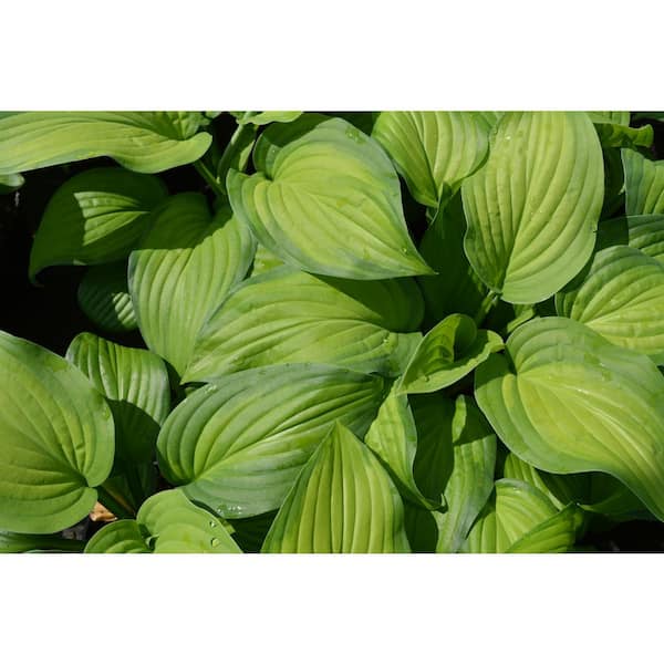 3 Gal. Guacamole Perennial Hosta, Avocado Green Leaves with Fragrant Blooms