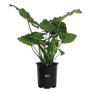 Alocasia California Live Indoor/Outdoor Plant in Growers Pot Average Shipping Height 1-2 Ft. Tall