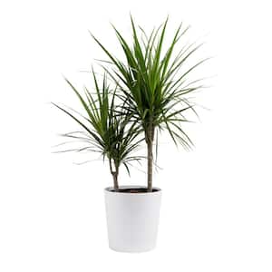 Costa Farms Grower's Choice Braided Lucky Bamboo Indoor Plant 5.5 in. White  Decor Planter, Avg. Shipping Height 1-2 ft.Tall BAMWVBRGALIWHSQ - The Home  Depot