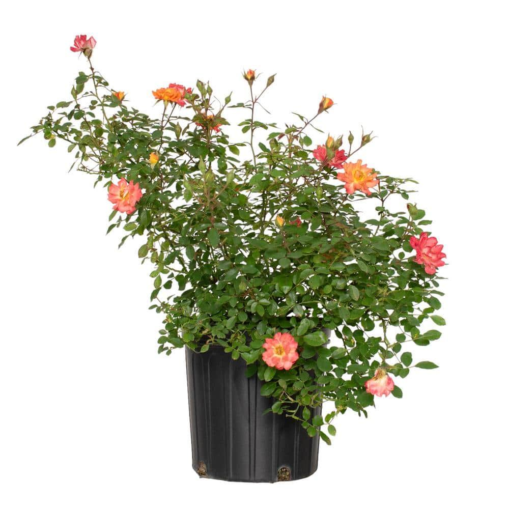 national PLANT NETWORK 2 gal. Rose Orange Honey with Orange Flowers ...