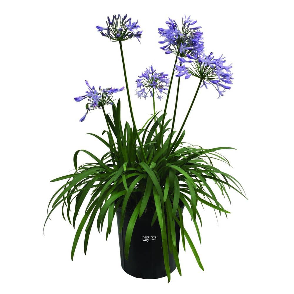 1.72 Gal. Peter Pan Agapanthus Flowering Plant with Blue Flowers (1-Pack) price history on PriceWatchPro