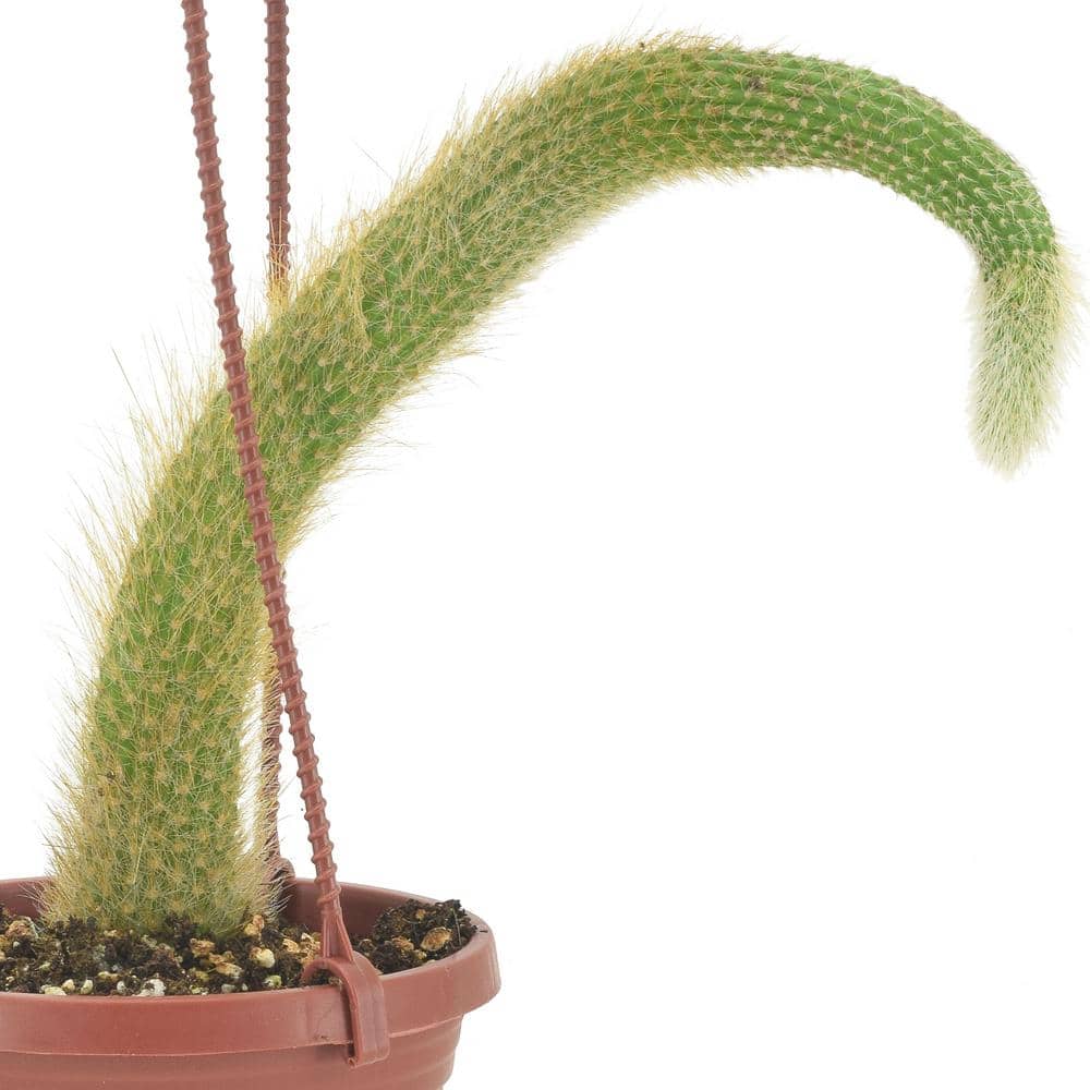 Monkey Tail Cactus in Brown Plastic Hanging Basket, 4 Inches