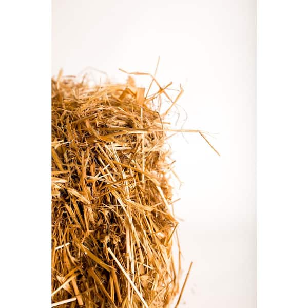 BELL NURSERY Mini Straw Bales (2-Pack) STRAWMINI2PK - The Home Depot