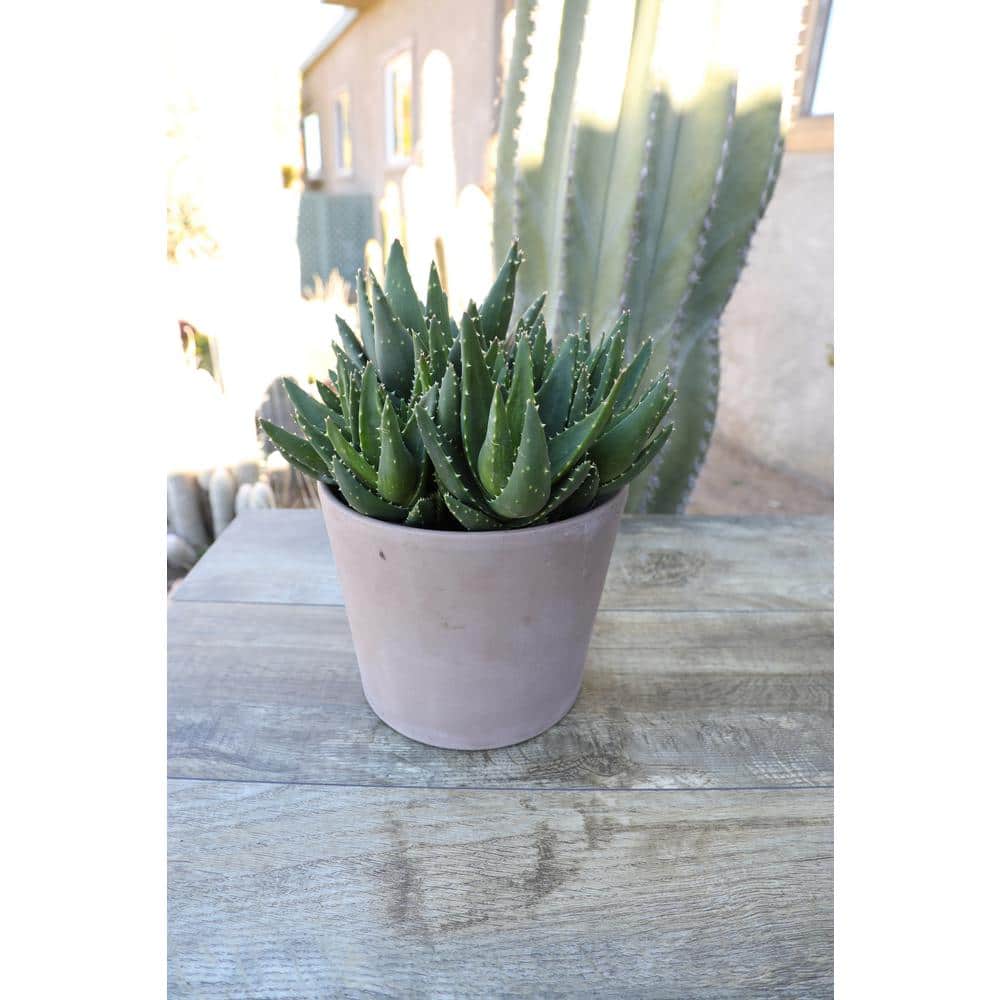 Aloe Nobilis Green Succulent in Purple Plastic Planter