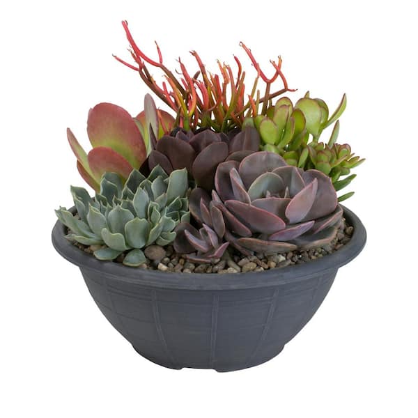 ALTMAN PLANTS Succulent Garden Plant-Your-Own Kit