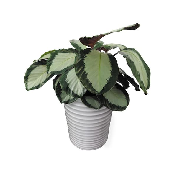 PW CALATHEA ASSORTED 17CM