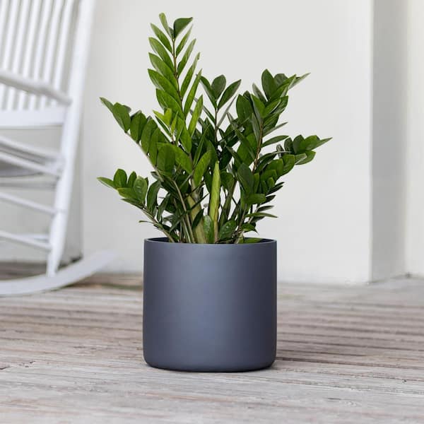 United Nursery Live ZZ Plant Zamioculcas Zamiifolia in Premium 10