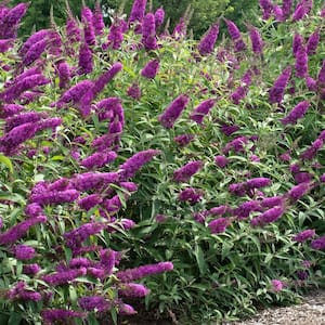 3 gal. Buddleia Royal Razz with Pink Flowers