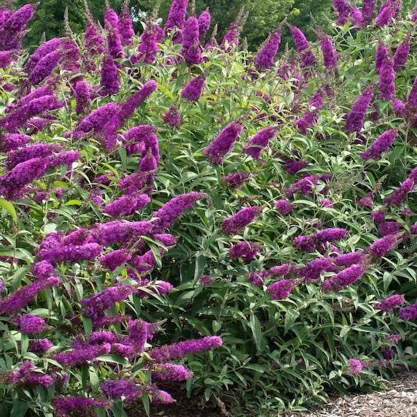 national PLANT NETWORK 3 gal. Buddleia Royal Razz with Pink Flowers