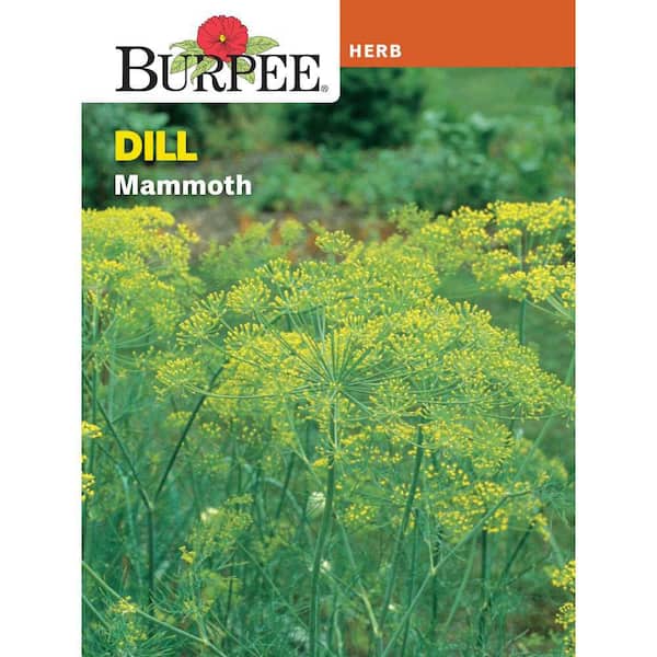 Herb Dill Mammoth Herb Seed