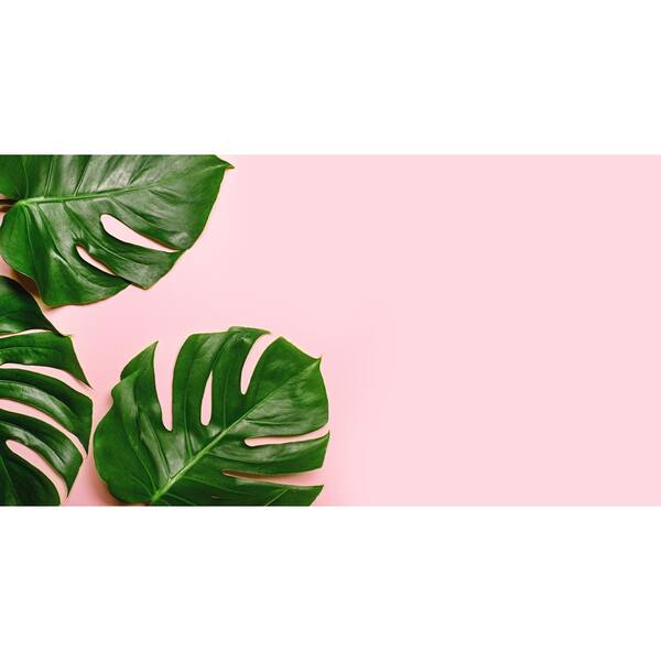 monstera freckles Monstera Adansonii 'Frozen Freckles' Medium main image 1