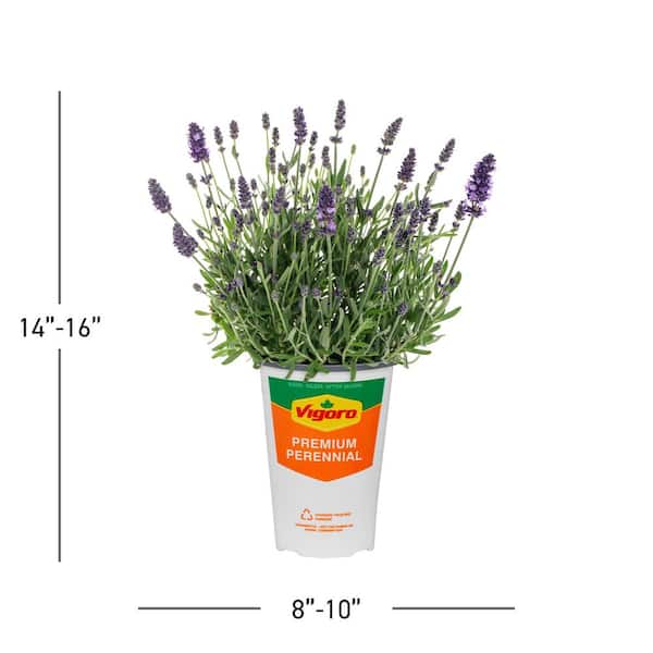 METROLINA GREENHOUSES 2.5 Qt. Vigoro Nature's Nutrients Lavender