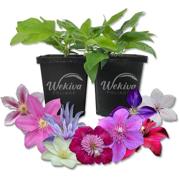 Clematis Variety Pack 2-Live Starter Plants in 4 in. Pots-Grower's Choice 1 Each of Multiple Clematis Varieties