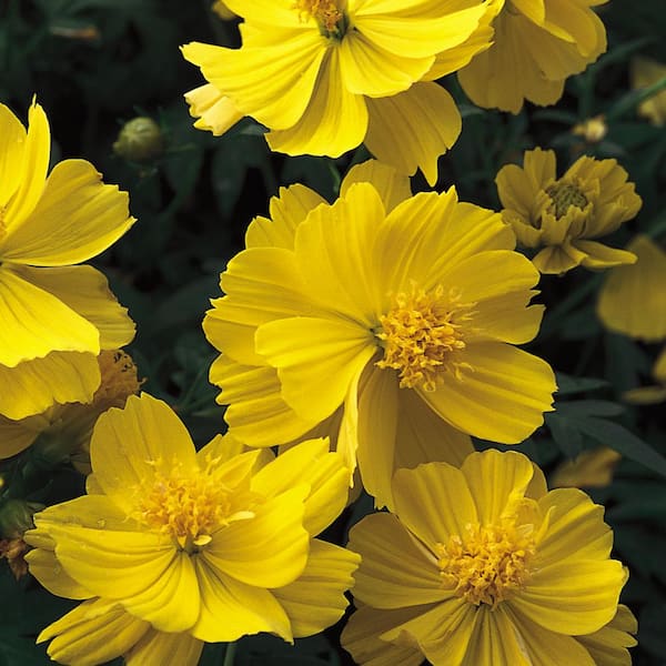Unbranded 6 in. Yellow Cosmos Plant
