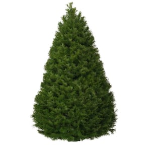 4 ft. to 5 ft. Freshly Cut Douglas Fir Live Christmas Tree (Real, Natural, Oregon-Grown)