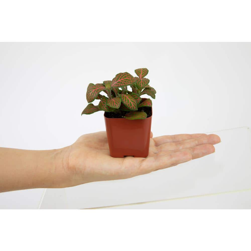 Assorted Easy Care Houseplants in 2" Plastic Pots