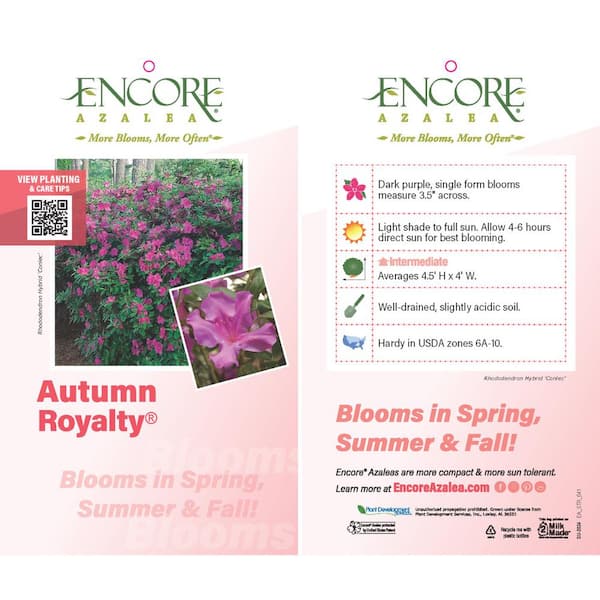 ENCORE AZALEA 1 Gal. Autumn Royalty Reblooming Azalea Shrub ENCORE AZALEA 1 Gal. Autumn Royalty Reblooming Azalea Shrub