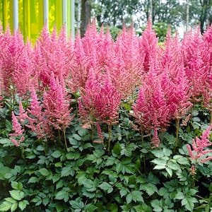 Astilbe Visions Roots (Set of 3)