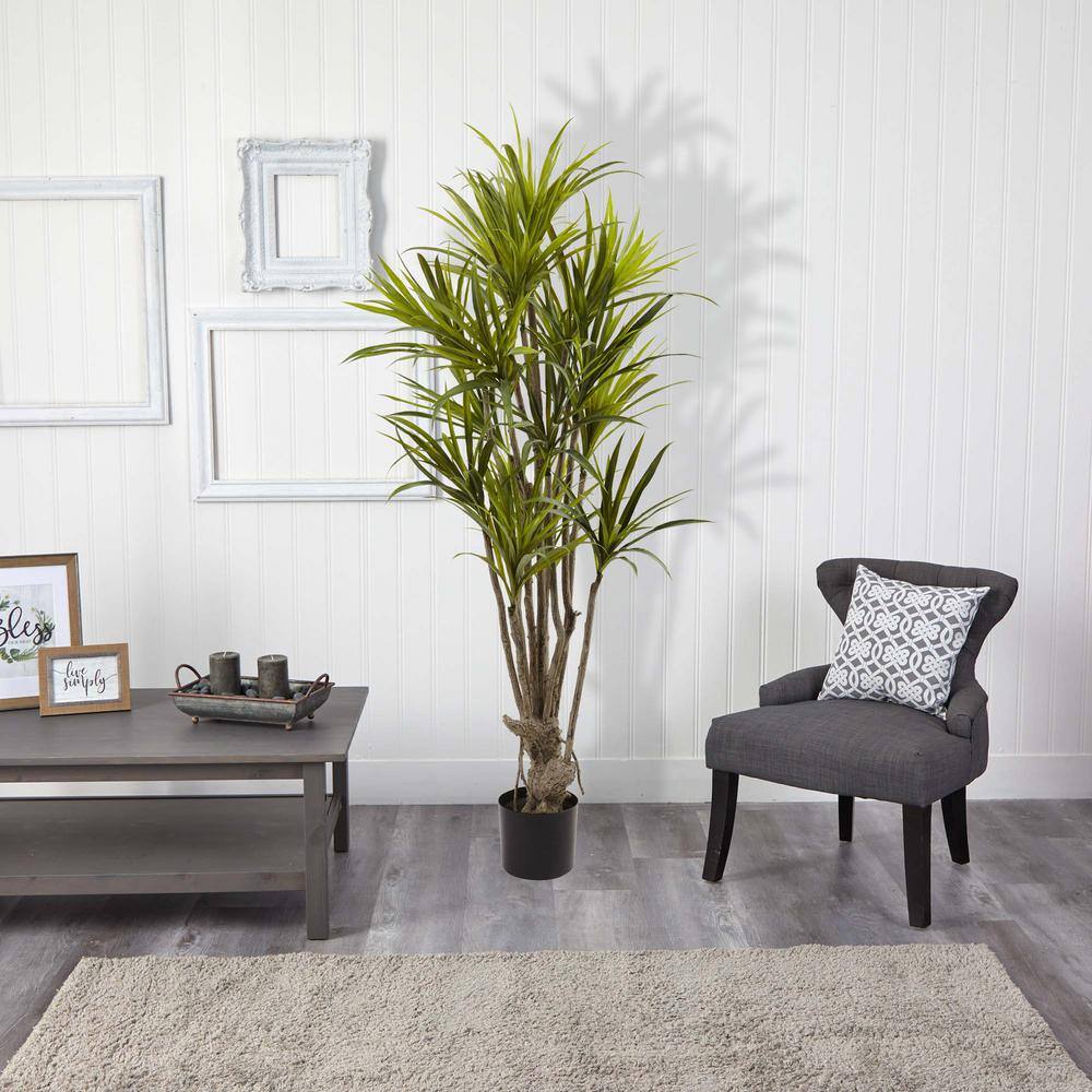 Tropical Dracaena Silk Tree in Plastic Pot - 63" High
