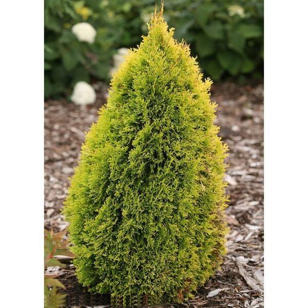 PROVEN WINNERS Filip's Magic Moment Arborvitae (Thuja) Live Evergreen Shrub, 1 Gal.