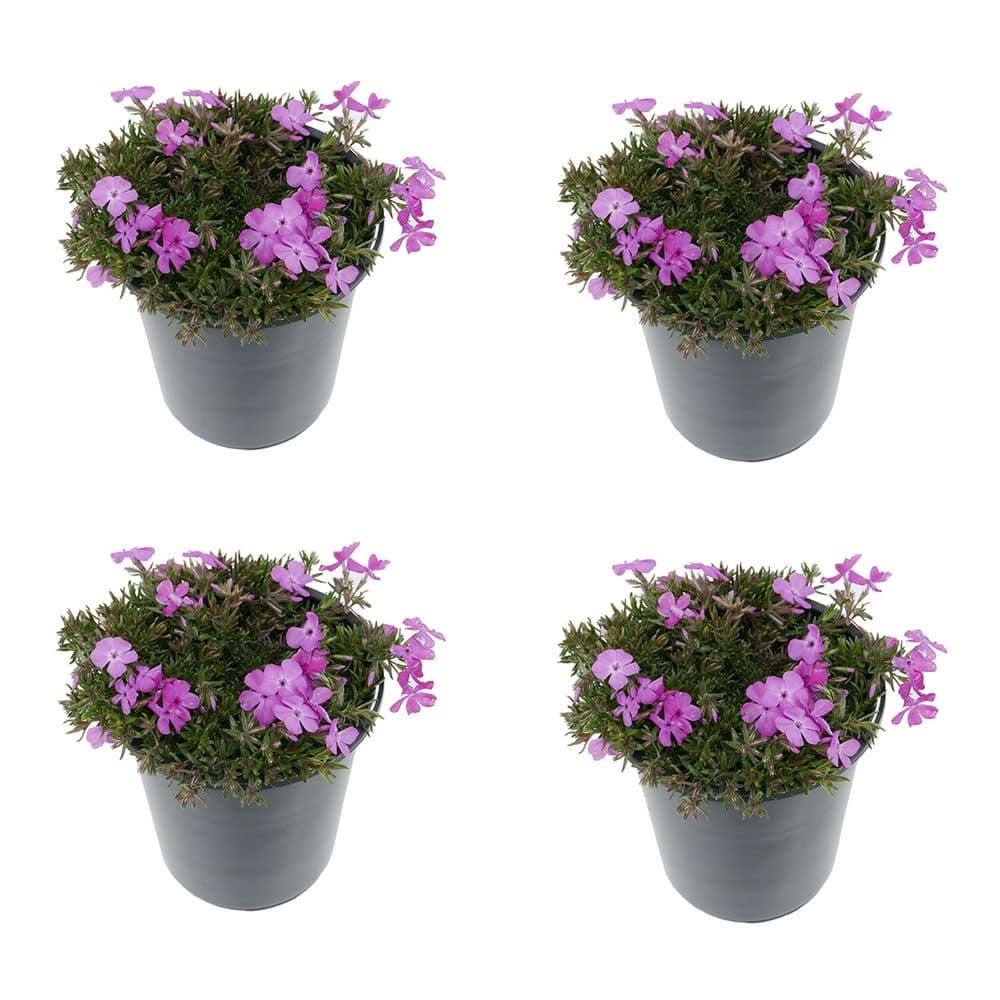 Perennial Phlox Subulata McDaniels Cushion 2.5 Qt. - 4-Pack
