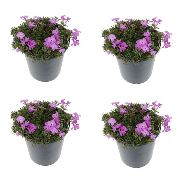 Unbranded Perennial Phlox Subulata McDaniels Cushion 2.5 Qt. - 4-Pack