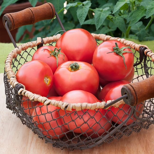 Bonnie Plants - 19 oz. Early Girl Tomato Plant (2-Pack)
