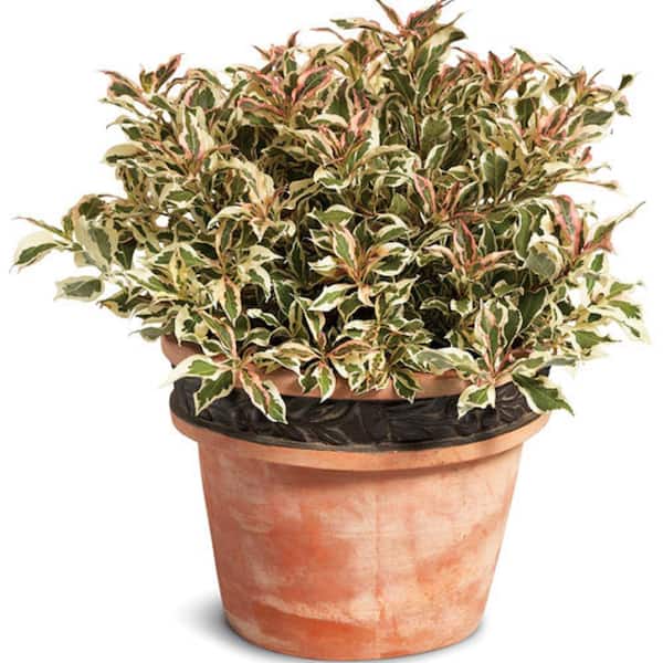 PROVEN WINNERS 3 Gal. My Monet Purple Effect Weigela (Florida) Live Shrub with Variegated Foliage and Purple Flowers