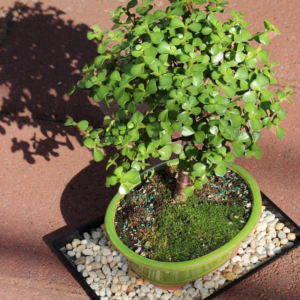 Medium Dwarf Jade Bonsai in Black Planter