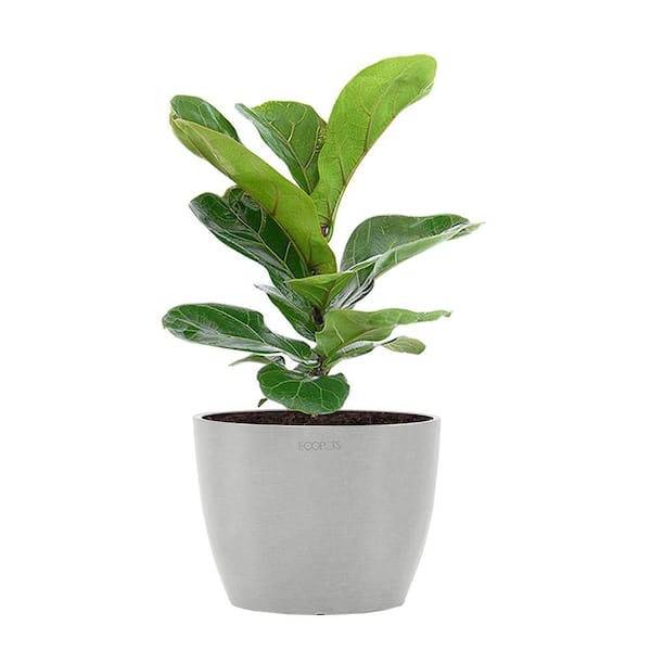 United Nursery Little Fiddle Leaf Fig Live Ficus Lyrata Plant in 6 inch ...