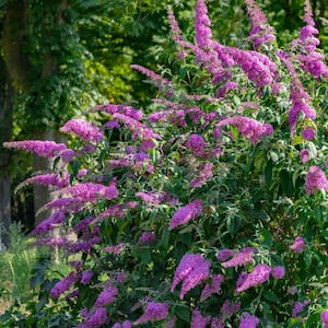 2.5 Qt Blaze Pink Buddleia Plant with Pink Blooms