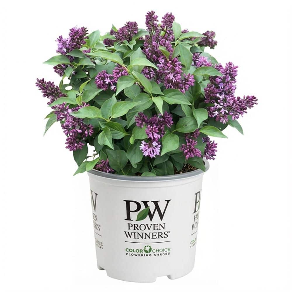 proven-winners-shrubs-bushes-