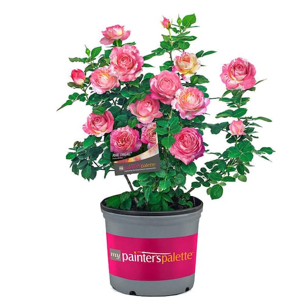 Vigoro 2 Gal. Marc Chagall Rose Plant with Pink and Pale Yellow Flowers