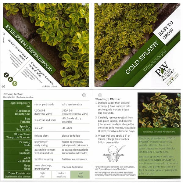 PROVEN WINNERS - 4.5 in. Qt. Gold Splash Wintercreeper (Euonymus) Live Evergreen Shrub, Green and Yellow Foliage