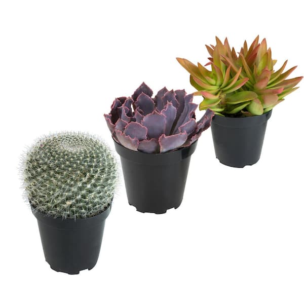 Assorted Mini Cactus Collection – Shop Succulents