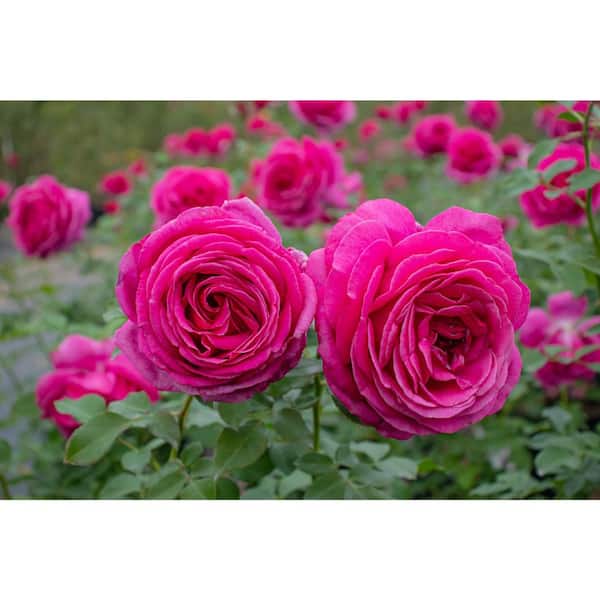 2 Gal. My Bouquet Rose Legend of Rossi with Yellow Flowers (1-Pack
