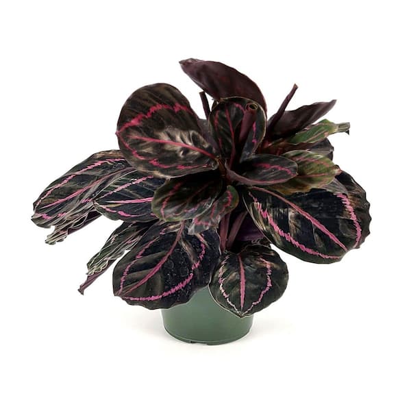 national PLANT NETWORK 6 in. Calathea Dottie Plant in Grower Container