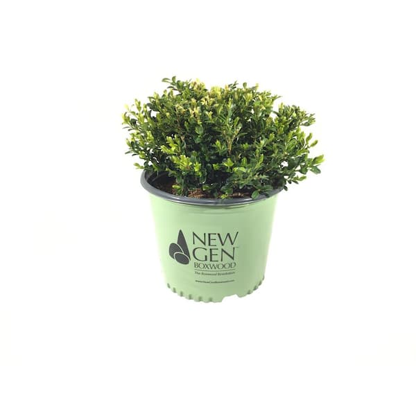 NewGen 3 Gal. Boxwood (Buxus) Independence Shrub