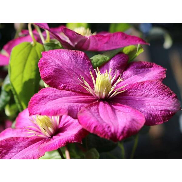 Wekiva Foliage Clematis Ville de Lyon-Live Plant in a 4 Inch Growers Pot-Clematis 'Ville de Lyon'-Beautiful Red Flowering Vine
