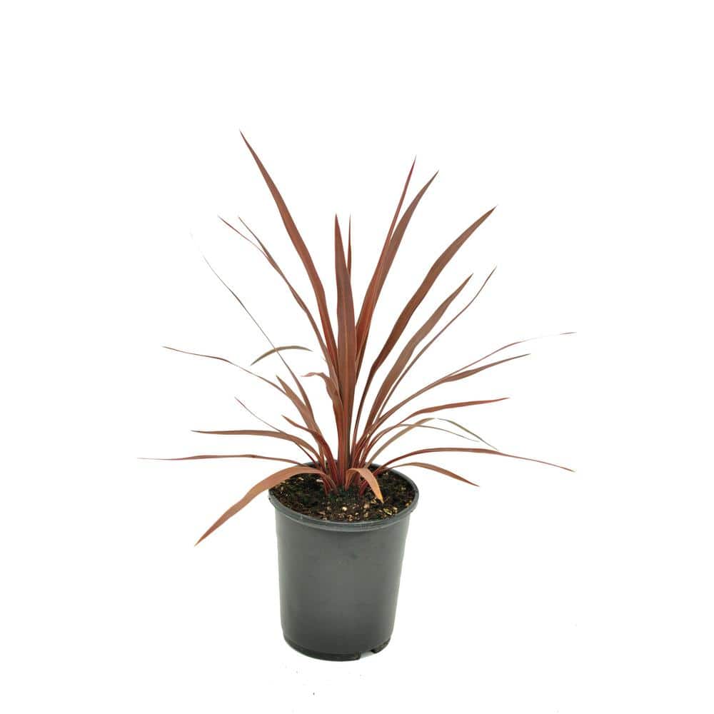 Australis Red Star 2.5 qt. Annual Grass Cordyline